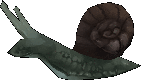 garden snail